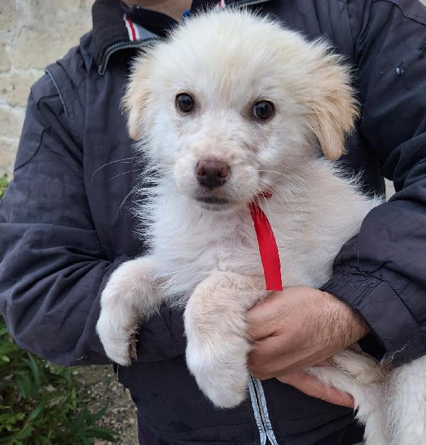 Sorelline adorabili in adozione Foto 5